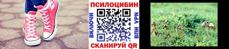 МЕГА tor  где можно купить наркотик  Сургут  Псилоцибиновые грибы Psilocybe 